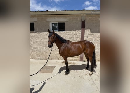 Caballo de deporte español, Yegua, 6 años, 156 cm, Castaño