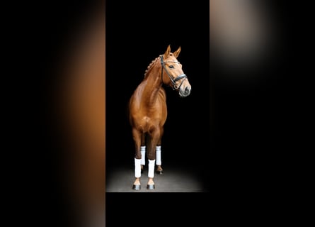 Caballo de deporte español, Yegua, 6 años, 161 cm, Alazán