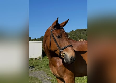 Caballo de deporte español, Yegua, 6 años, Bayo