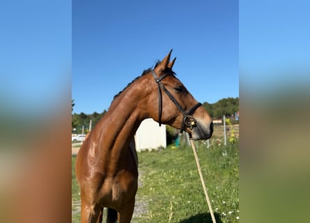Caballo de deporte español, Yegua, 6 años, Bayo