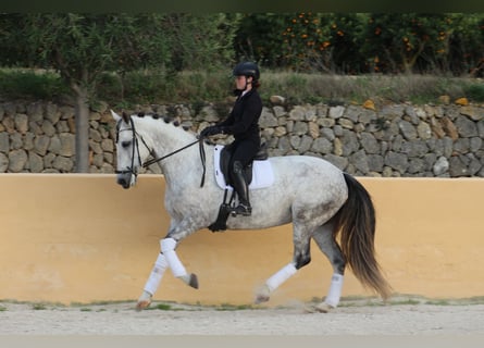 Caballo de deporte español, Yegua, 7 años, 169 cm, Tordo