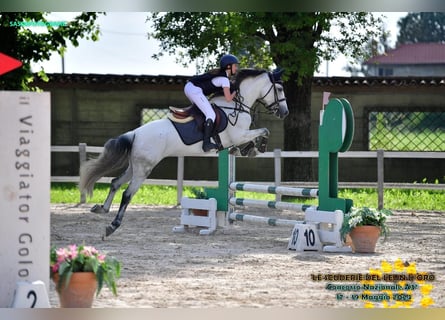 Caballo de deporte español, Yegua, 8 años, 152 cm, Tordo