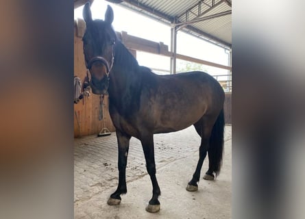 Caballo de deporte español, Yegua, 8 años, 160 cm, Castaño oscuro