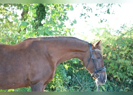 Caballo de deporte español, Yegua, 8 años, 163 cm