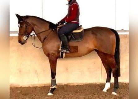 Caballo de deporte español Mestizo, Yegua, 8 años, 170 cm, Castaño rojizo