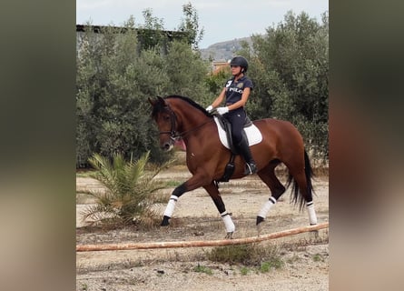 Caballo de deporte español, Yegua, 8 años, 172 cm, Castaño