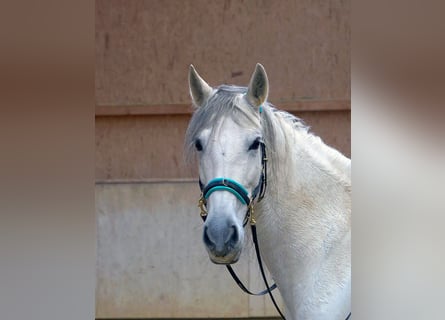 Caballo de deporte español Mestizo, Yegua, 9 años, 155 cm, Tordillo negro