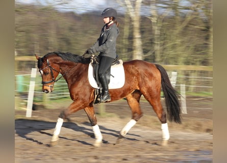 Caballo de deporte irlandés Mestizo, Caballo castrado, 10 años, 160 cm, Castaño