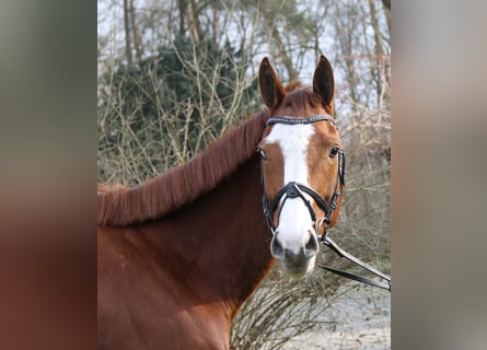 Caballo de deporte irlandés, Caballo castrado, 10 años, 165 cm, Alazán