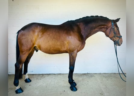 Caballo de deporte irlandés, Caballo castrado, 10 años, 165 cm, Castaño rojizo