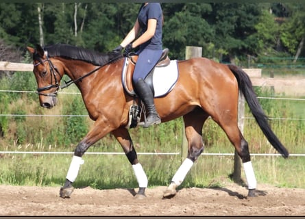 Caballo de deporte irlandés, Caballo castrado, 10 años, 168 cm, Castaño