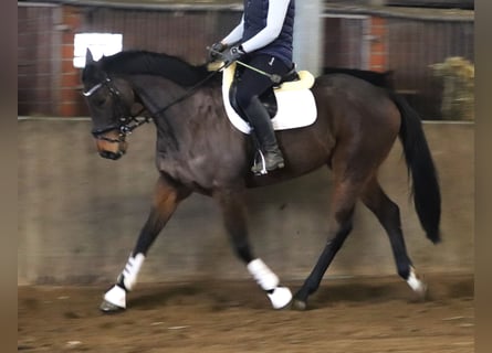 Caballo de deporte irlandés Mestizo, Caballo castrado, 10 años, 168 cm, Castaño oscuro