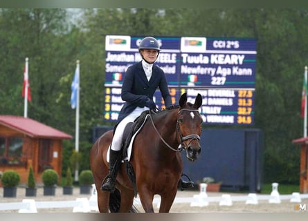 Caballo de deporte irlandés, Caballo castrado, 10 años, 170 cm, Castaño rojizo