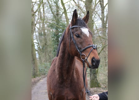 Caballo de deporte irlandés, Caballo castrado, 10 años, 170 cm, Morcillo