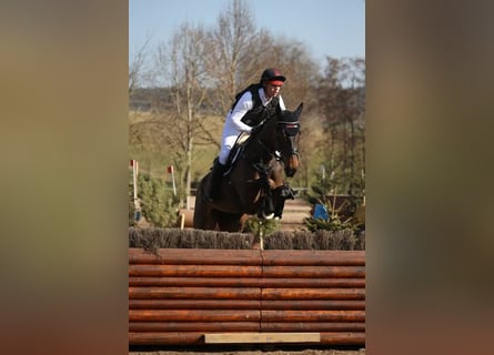 Caballo de deporte irlandés, Caballo castrado, 10 años, 172 cm, Castaño