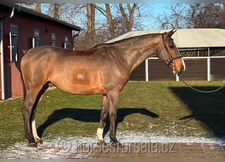 Caballo de deporte irlandés, Caballo castrado, 10 años, 175 cm, Castaño