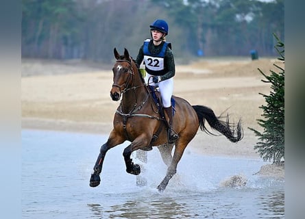 Caballo de deporte irlandés, Caballo castrado, 11 años, 170 cm