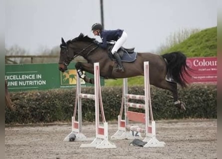 Caballo de deporte irlandés, Caballo castrado, 12 años, 165 cm, Castaño rojizo