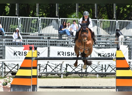 Caballo de deporte irlandés, Caballo castrado, 12 años, 183 cm, Alazán