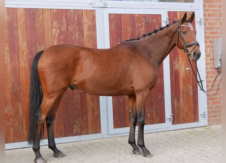 Caballo de deporte irlandés, Caballo castrado, 13 años, 163 cm