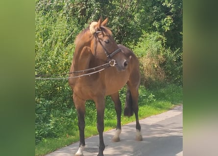 Caballo de deporte irlandés, Caballo castrado, 13 años, 166 cm, Castaño