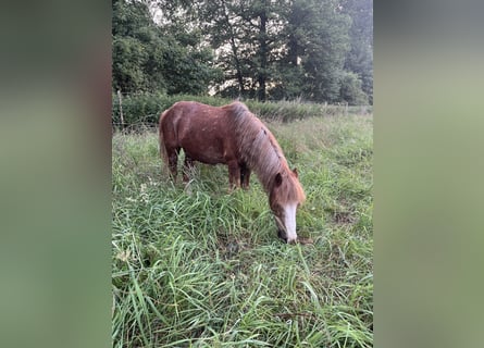Caballo de deporte irlandés Mestizo, Caballo castrado, 16 años, 115 cm, Alazán