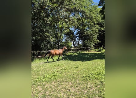 Caballo de deporte irlandés, Caballo castrado, 16 años, 156 cm, Castaño