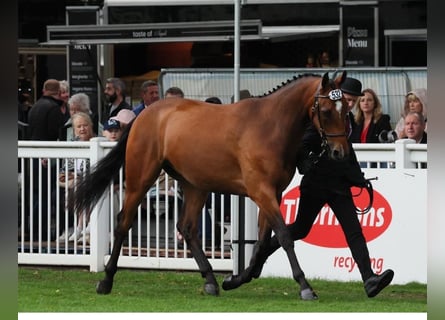 Caballo de deporte irlandés, Caballo castrado, 2 años, 165 cm, Castaño rojizo