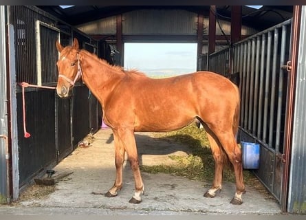 Caballo de deporte irlandés, Caballo castrado, 2 años, Alazán