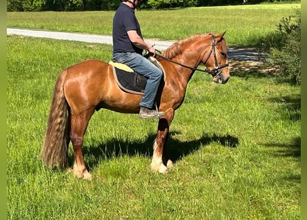 Caballo de deporte irlandés, Caballo castrado, 3 años, 151 cm, Alazán