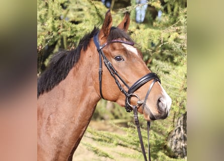 Caballo de deporte irlandés Mestizo, Caballo castrado, 3 años, 160 cm, Castaño