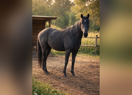 Caballo de deporte irlandés, Caballo castrado, 3 años, 163 cm, Negro