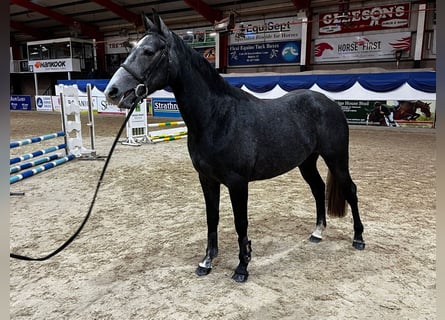 Caballo de deporte irlandés, Caballo castrado, 3 años, 163 cm, Tordo