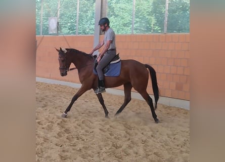 Caballo de deporte irlandés, Caballo castrado, 3 años, 165 cm, Castaño