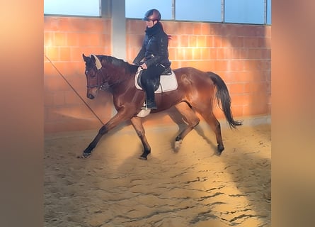 Caballo de deporte irlandés, Caballo castrado, 3 años, 165 cm, Castaño