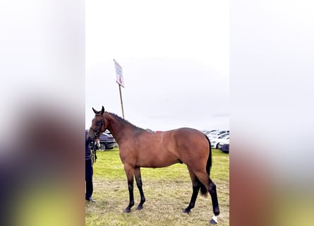 Caballo de deporte irlandés, Caballo castrado, 3 años, 168 cm, Castaño rojizo