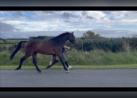 Caballo de deporte irlandés, Caballo castrado, 3 años, 168 cm, Castaño rojizo