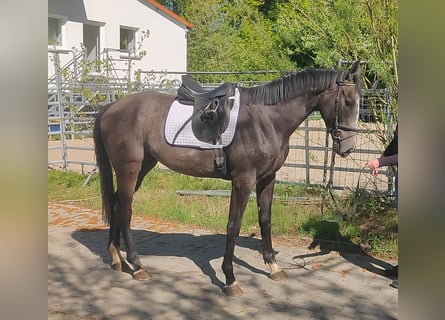 Caballo de deporte irlandés, Caballo castrado, 3 años, 168 cm, Tordillo negro