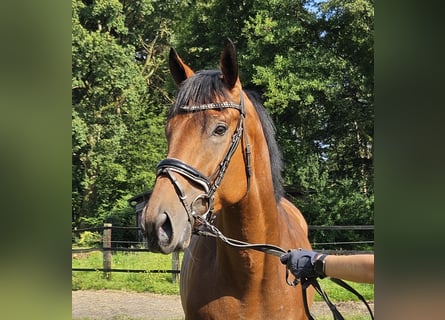 Caballo de deporte irlandés, Caballo castrado, 3 años, 169 cm, Castaño