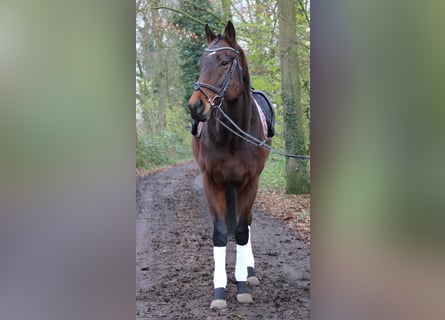 Caballo de deporte irlandés, Caballo castrado, 3 años, 172 cm, Morcillo