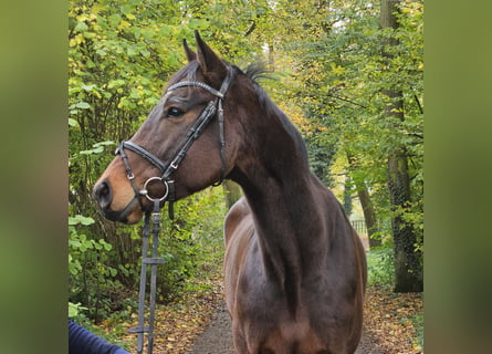 Caballo de deporte irlandés, Caballo castrado, 3 años, 172 cm, Morcillo