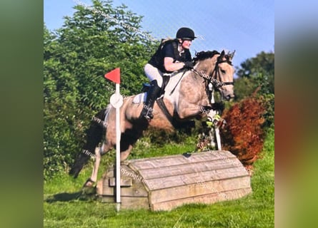 Caballo de deporte irlandés, Caballo castrado, 4 años, 148 cm, Bayo