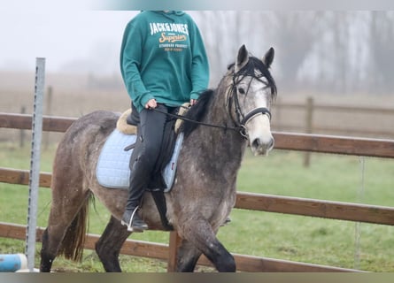 Caballo de deporte irlandés, Caballo castrado, 4 años, 152 cm, Tordo