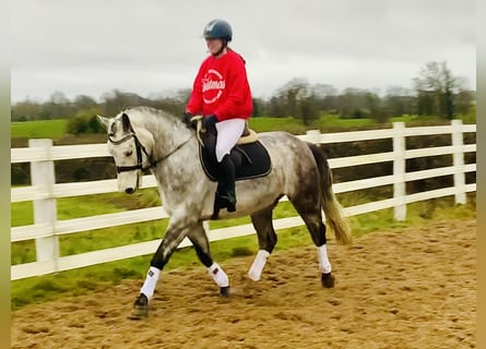 Caballo de deporte irlandés, Caballo castrado, 4 años, 155 cm, Tordo