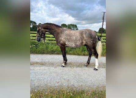 Caballo de deporte irlandés, Caballo castrado, 4 años, 157 cm, Tordo