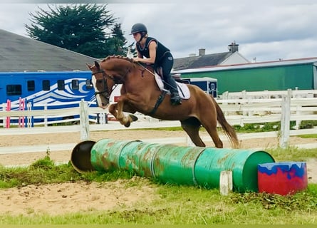 Caballo de deporte irlandés, Caballo castrado, 4 años, 160 cm, Alazán