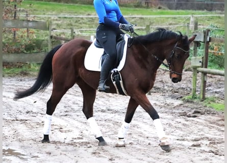 Caballo de deporte irlandés, Caballo castrado, 4 años, 160 cm, Castaño