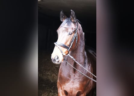 Caballo de deporte irlandés Mestizo, Caballo castrado, 4 años, 160 cm, Castaño