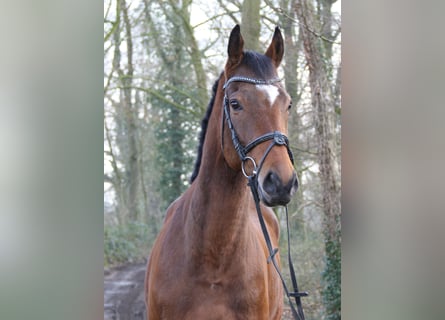 Caballo de deporte irlandés, Caballo castrado, 4 años, 162 cm, Castaño