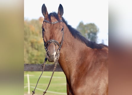 Caballo de deporte irlandés Mestizo, Caballo castrado, 4 años, 162 cm, Castaño